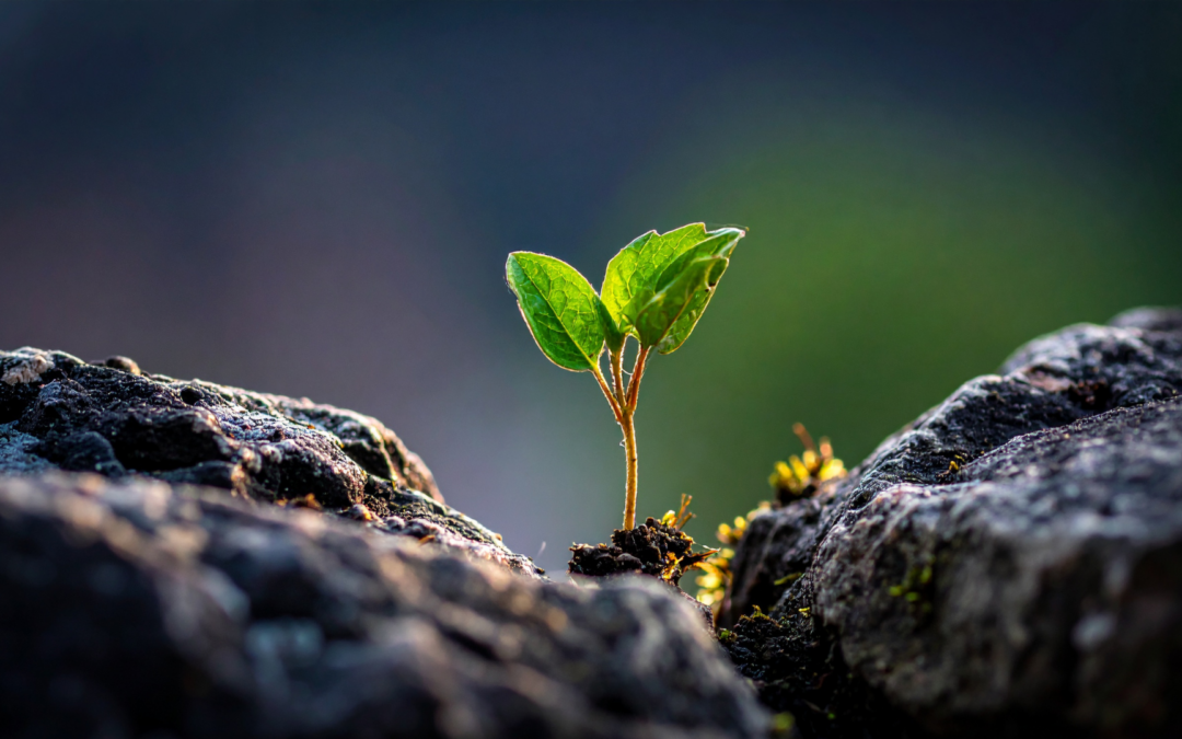 Insights on Emotional Resilience and Personal Growth