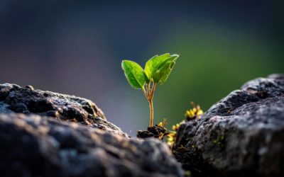 Insights on Emotional Resilience and Personal Growth