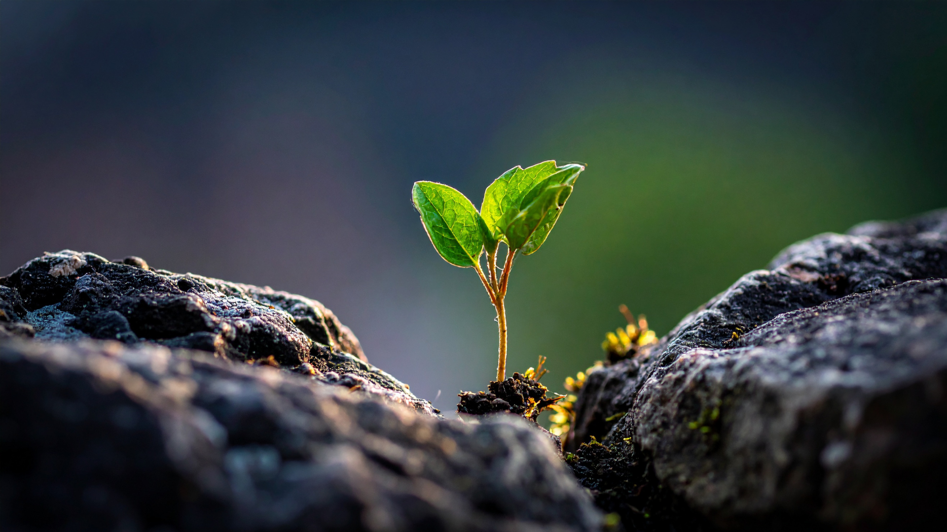 Insights on Emotional Resilience and Personal Growth