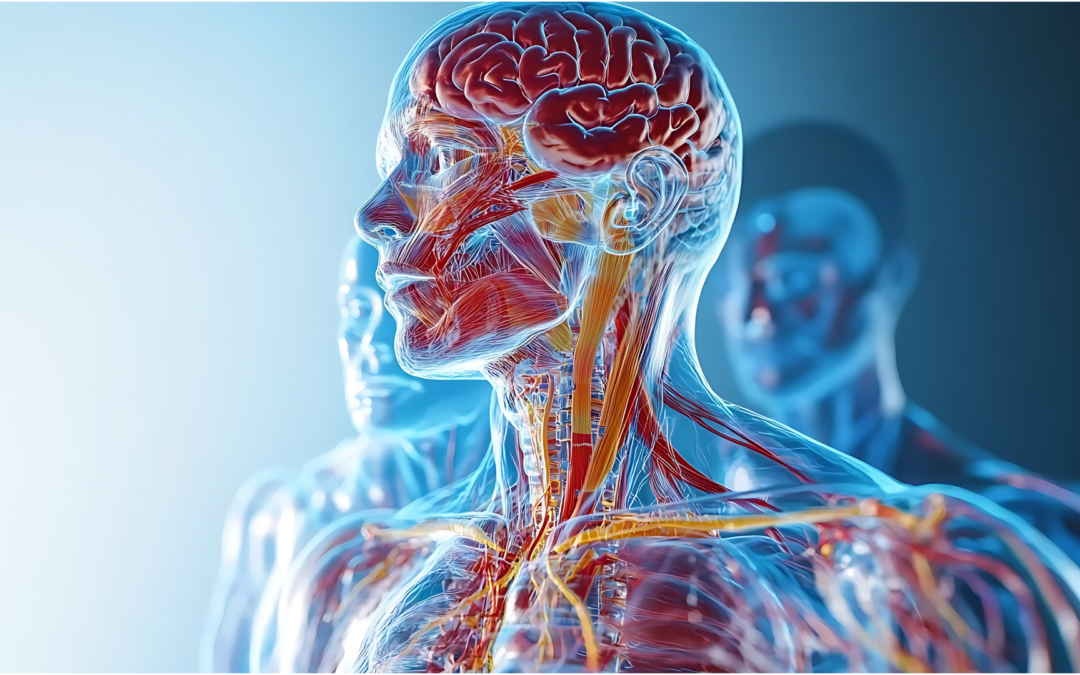 When High Achievers Burn Out: Why Regulating the Nervous System Changes Everything